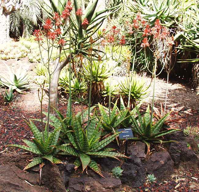 San Marcos Growers Lotusland Aloe Garden 4 5249