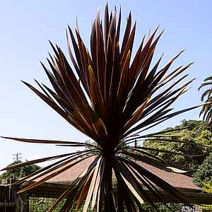 Red Cordyline