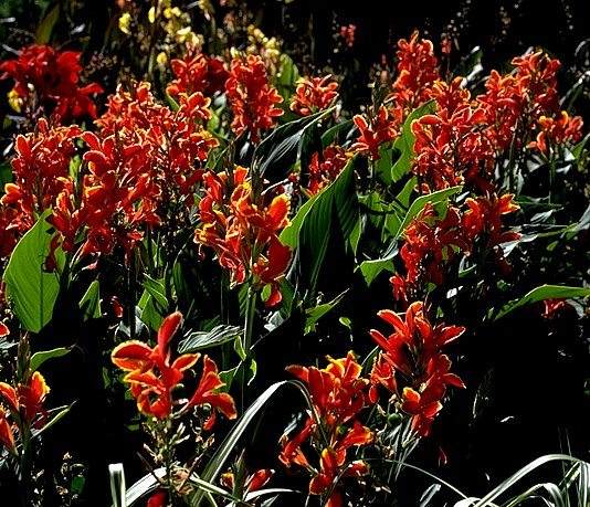 Canna 'Lucifer' (Canna Lily)