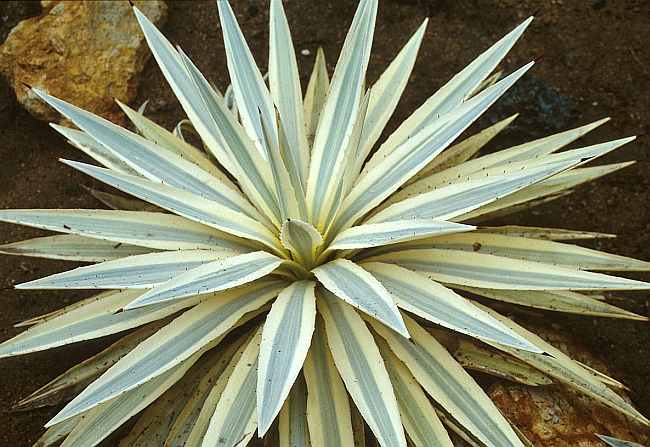 San Marcos Growers >Agave angustifolia 'Marginata' sport