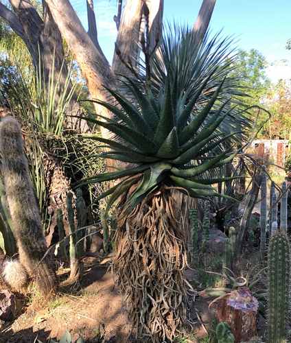 Aloe 'Dill Prickles