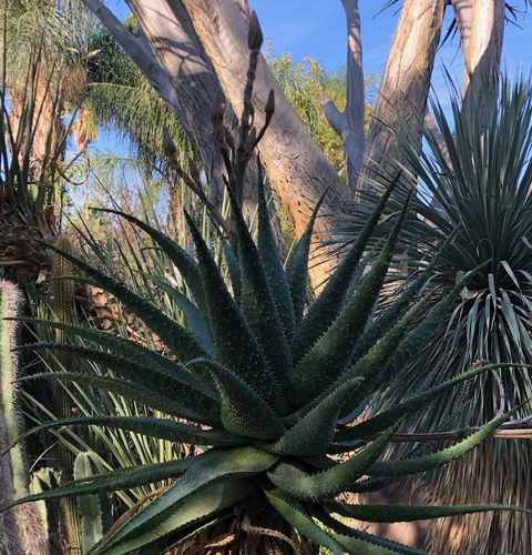 Aloe 'Dill Prickles