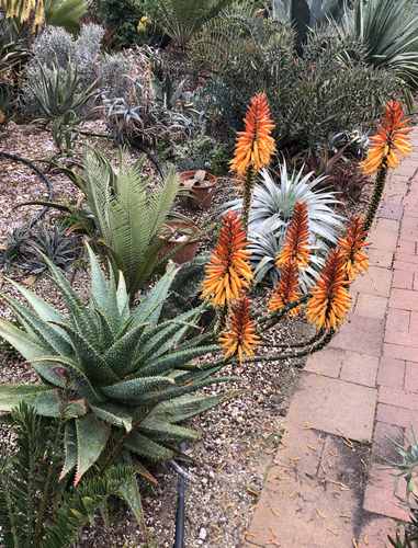 Aloe 'Dill Prickles