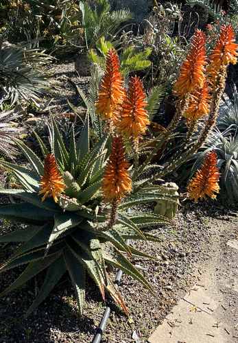 Aloe 'Dill Prickles