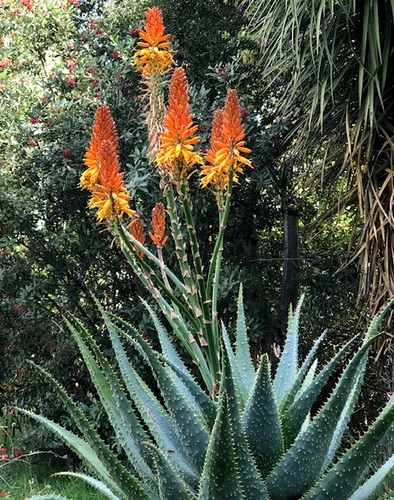 Aloe Baker Mystery