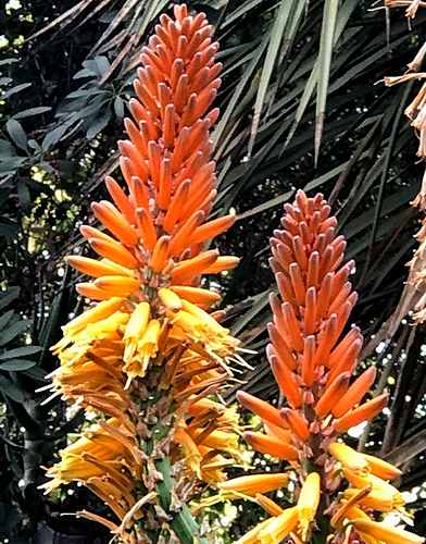 Aloe Spiney