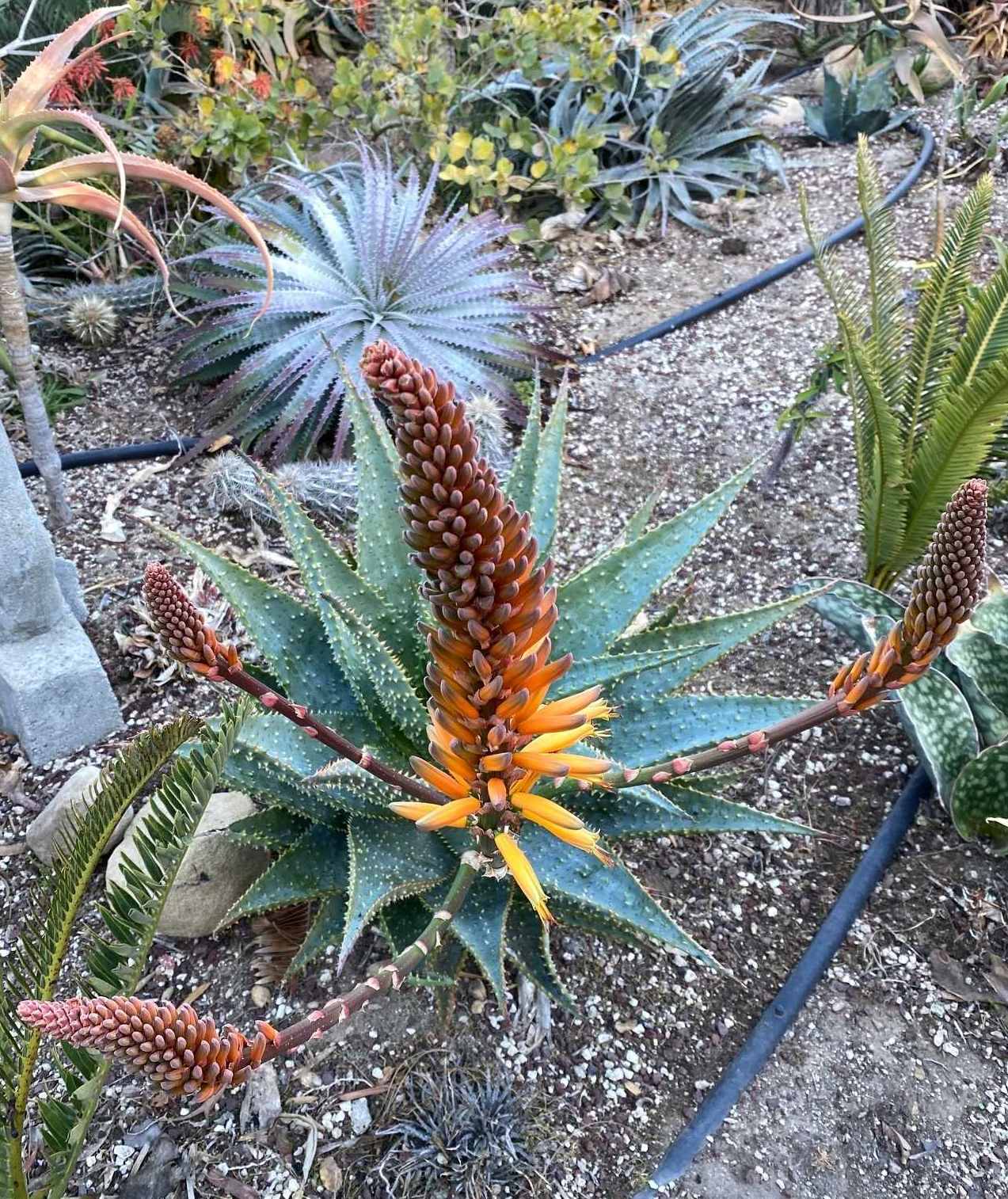 Aloe Dill Prickles