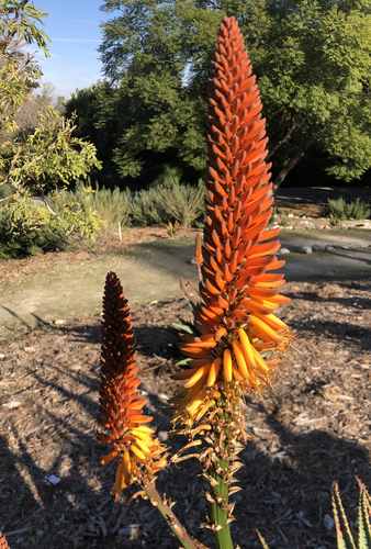 Aloe Spiney