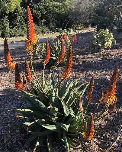 Aloe 'Spiney