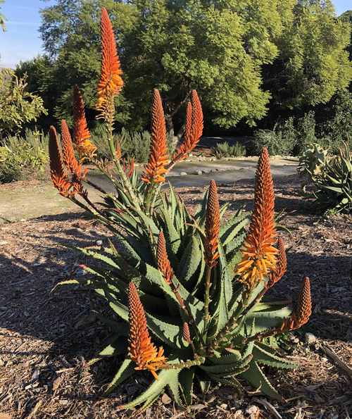 Aloe Spiney