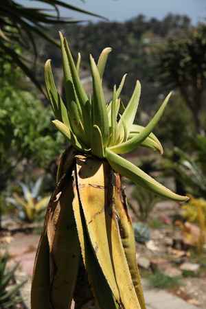 Aloe sabaea Hybrids