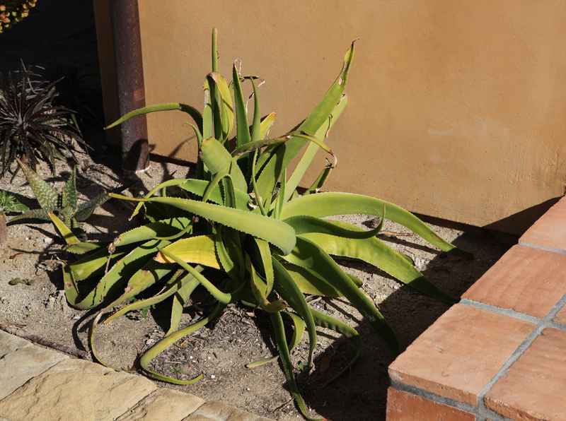 Aloe sabaea Hybrids