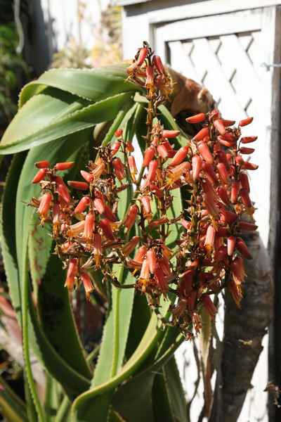 Aloe sabaea Hybrids