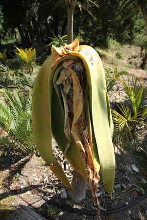 Aloe sabaea Hybrids