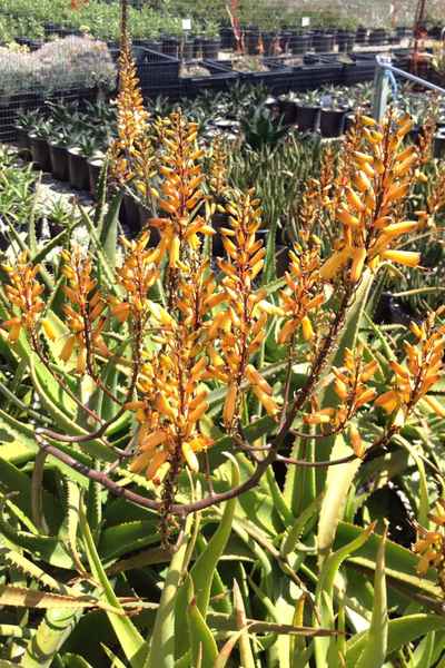 Aloe sabaea Hybrids