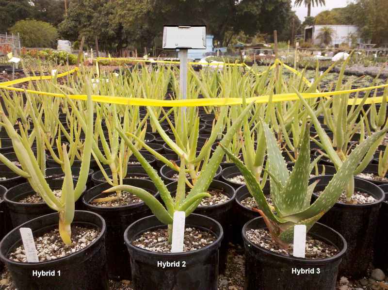 Aloe sabaea Hybrids