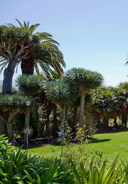 Santa Barbara Dragon Tree