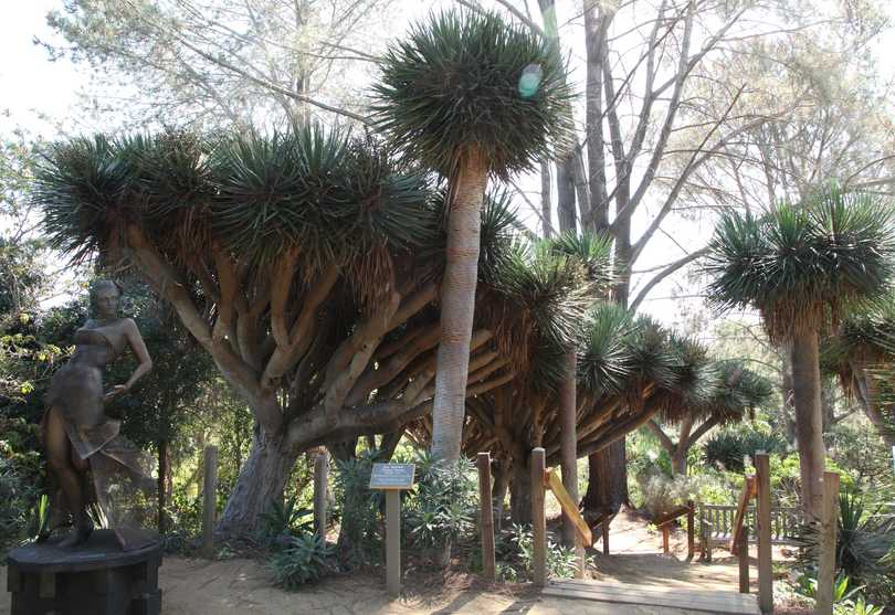 San Diego Dragon Tree
