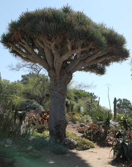 San Diego Dragon Tree