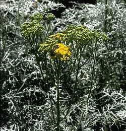 Achillea millefolium 'Island Pink'-pink yarrow - Matilija Nursery