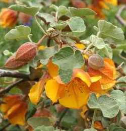 Fremontodendron picture