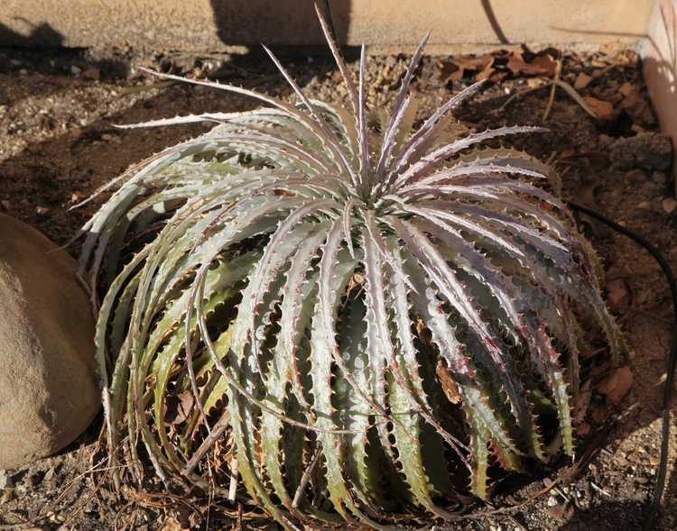 Hechtia argentea in Santa Barbara