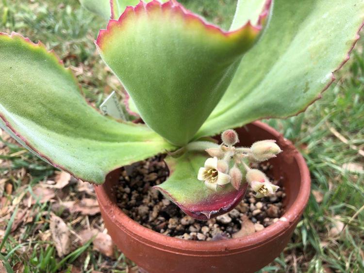 Kalanchoe tetraphylla