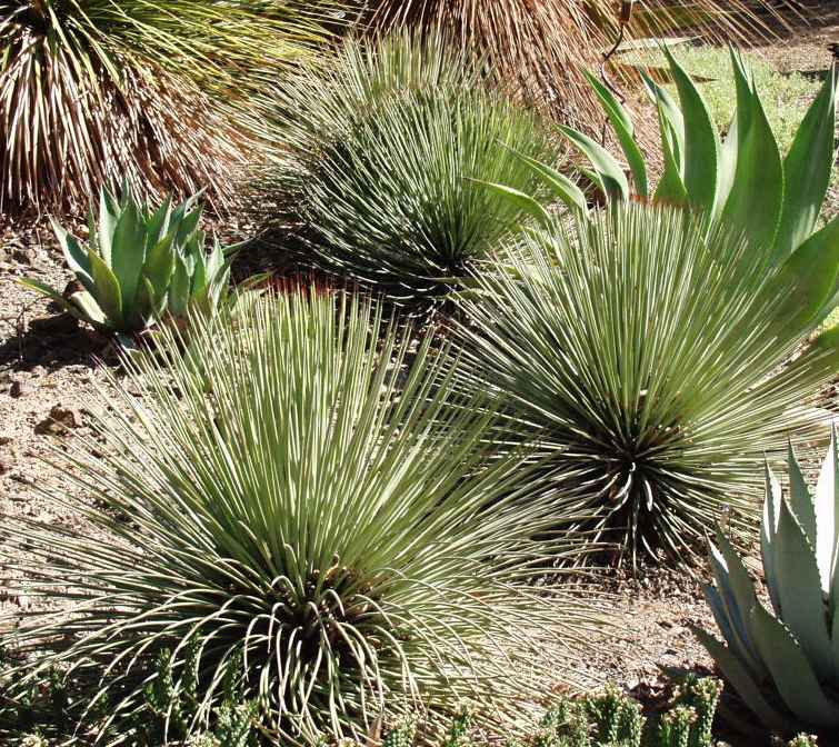 Yucca striata