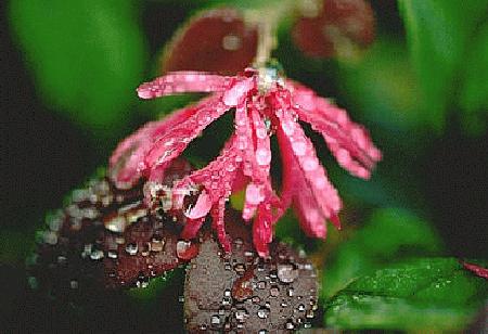 Loropetalum 'Blush' in the garden