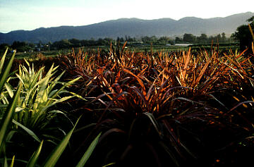 New Zealand Flax Field at San Marcos Growers