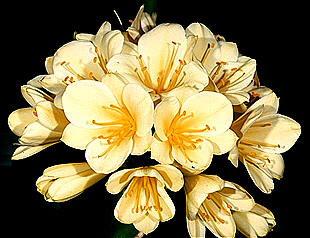 San Marcos Growers Yellow Clivia
