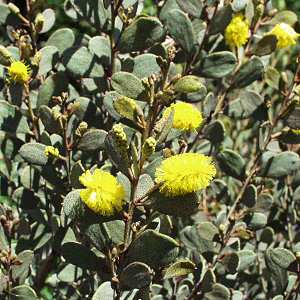 Image of Acacia craspedocarpa