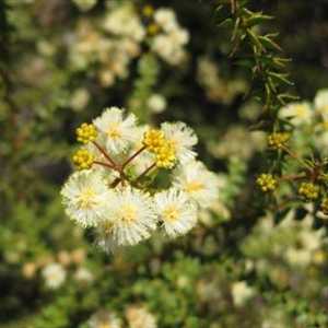 Image of Acacia hubbardiana