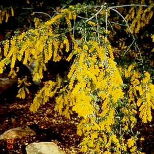 Image of Acacia spectabilis