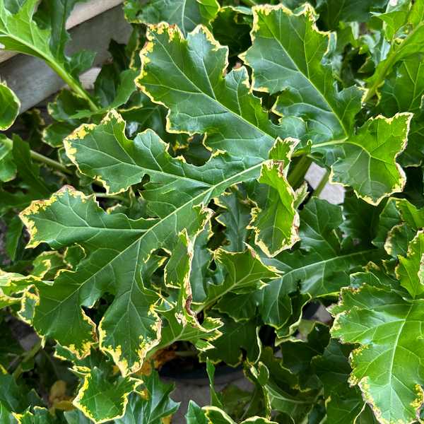 Image of Acanthus mollis 'Spattered'