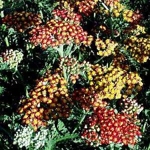 Image of Achillea 'Fireland'