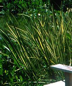 Image of Acorus calamus 'Variegatus'