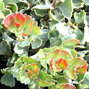 Image of Adenanthos cuneatus 'Coral Drift'