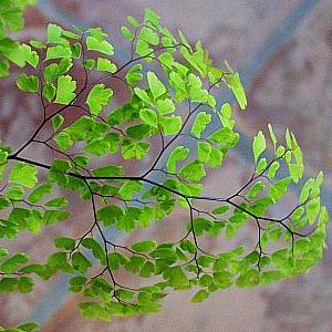 Image of Adiantum raddianum 'Croweanum'