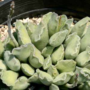 Image of Adromischus cristatus