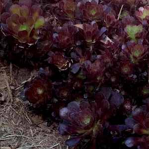 Image of Aeonium arboreum 'Tip Top'