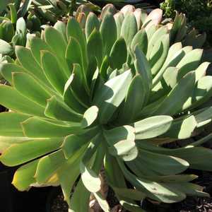 Image of Aeonium hierrense