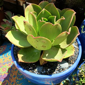 Image of Aeonium nobile