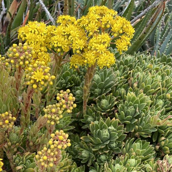 Image of Aeonium simsii