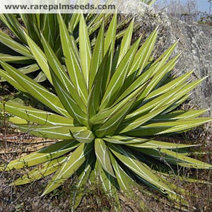 Image of Agave impressa 'Green Giant'