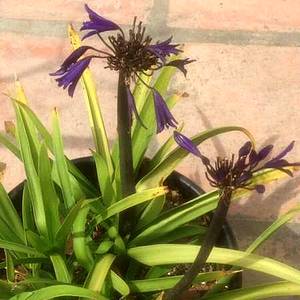 Image of Agapanthus 'Midnight'