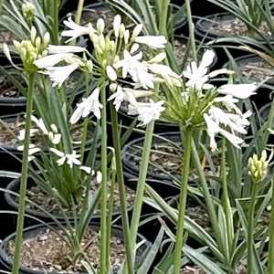 Image of Agapanthus 'Grey Ghost'