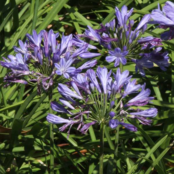 Image of Agapanthus 'Peter Pan'