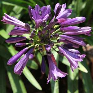 Image of Agapanthus 'Purple Delight'