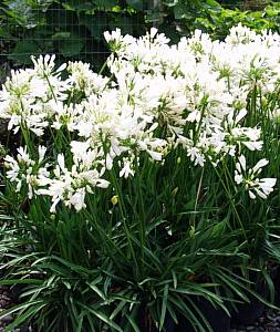 Image of Agapanthus 'Snow Pixie' PP15,470